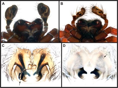 Spider Behaviors Include Oral Sexual Encounters Scientific Reports