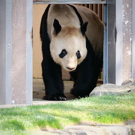 Mylopandababy Instagram「ドアップリーリー 上野動物園 ジャイアントパンダ 大熊猫 Giantpanda