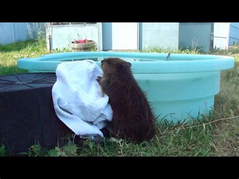 Baby Beaver Success Story Youtube