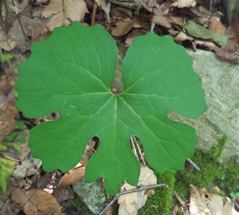 Bloodroot Benefits Uses Side Effects According To Ayurveda
