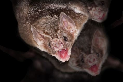 Are Vampire Bats Really Real