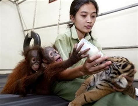 Orangutan Babies And Tiger Cubs Become Play Pals