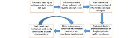 The Csdh Cycle Summary Of The Pathophysiological Processes Involved In