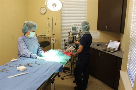 After clicking submit, a new blank window will appear. Surgery in Tyler, TX | Premier Veterinary Hospital
