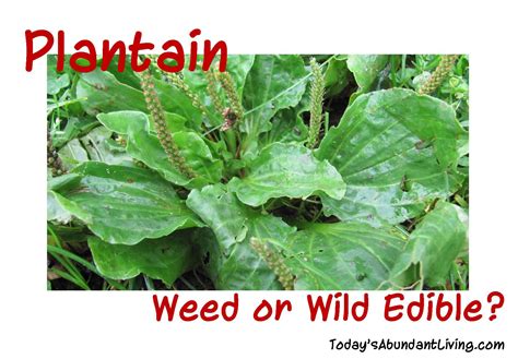 Plantain A Wild Edible Todays Abundant Living