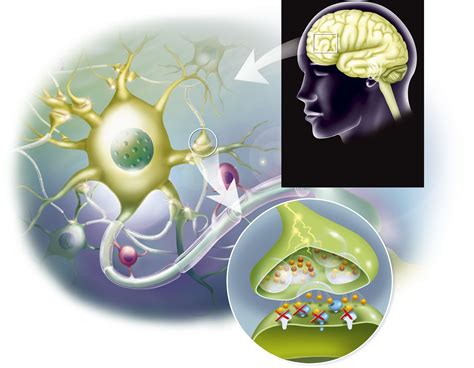 The Role Of Neurotransmitters