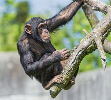 Chimpanzee On The Tree Again A Picture Of One Of The Young Flickr