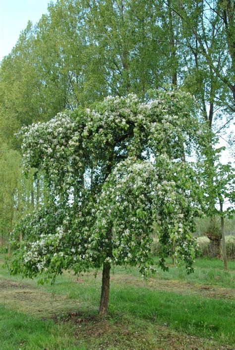 A comprehensive guide to burmese jadeite jade natural jadeite can come in many colours: Malus 'Red Jade' - Van den Berk Boomkwekerijen