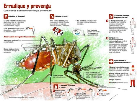 Infografia Sobre El Dengue By TetsuyaKenshi On DeviantArt