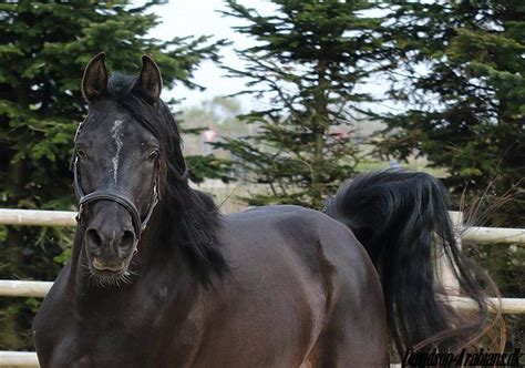 Pomar Dk 2013 973 Russian Related Arabian Black Stallion Kunar T Nadir I X Kupona By Kupol