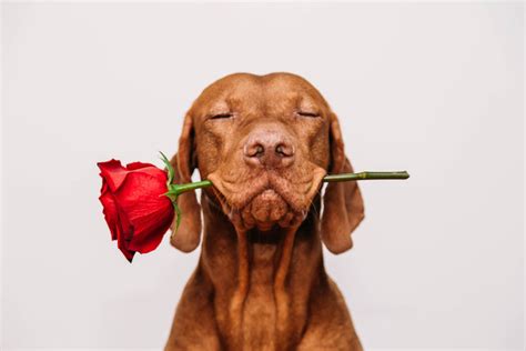 Do Dogs Like Kisses Puppy Love For Valentines Day Naturvet®