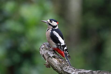 Free Photo Great Spotted Woodpecker Woodpecker Wildlife Bird