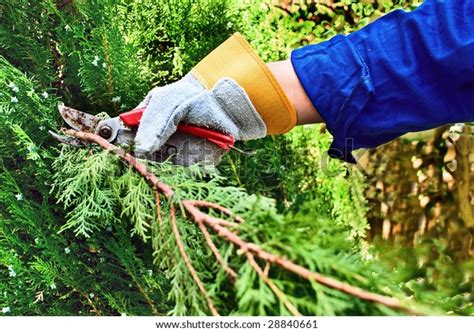 Pruning Branch Pine Tree Cutting Shears Stock Photo Edit Now 28840661