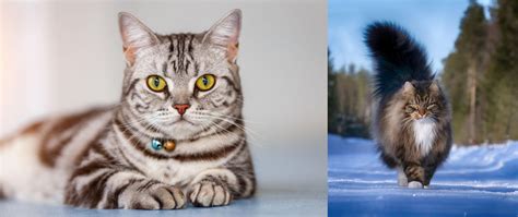 Norwegian Forest Cat Vs American Shorthair Breed Comparison
