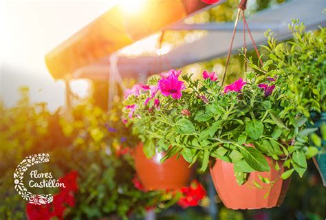 Plantar el balcón es algo que cada fan de la planta le da. Las mejores plantas de exterior colgantes | Flores Castillón