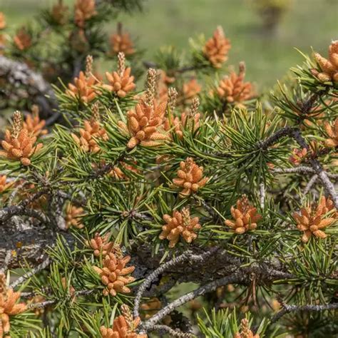 Pin Gris Pinus Banksiana Picturethis