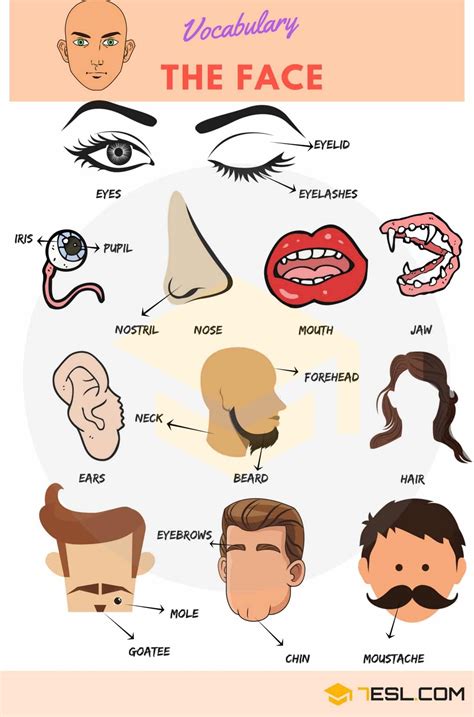 Parts Of The Face Useful Face Parts Names With Pictures • 7esl