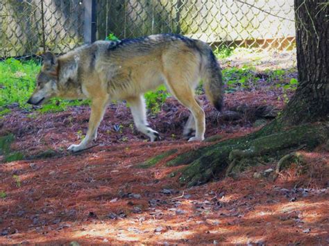 Mexican Wolf Zoochat