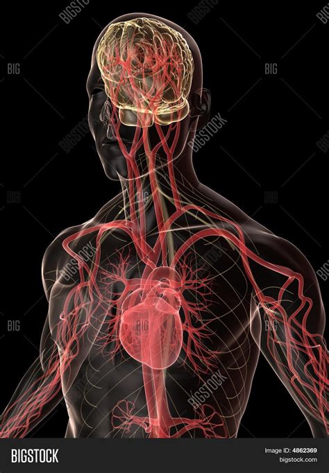 Heart Brain Image And Photo Free Trial Bigstock
