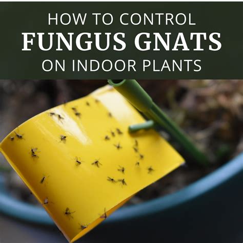 Top 20 Hydrogen Peroxide Soil Drench For Fungus Gnats