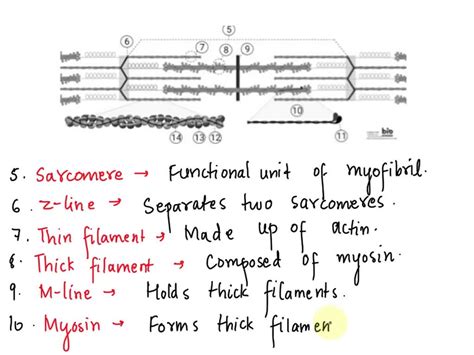 SOLVED Text Label The Different Parts Of The Muscle Contraction