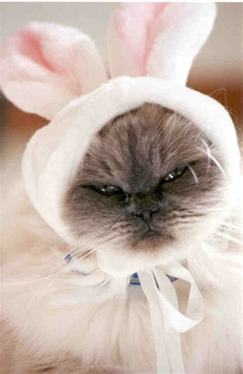 17 Best Images About Cats In Bunny Ears On Pinterest