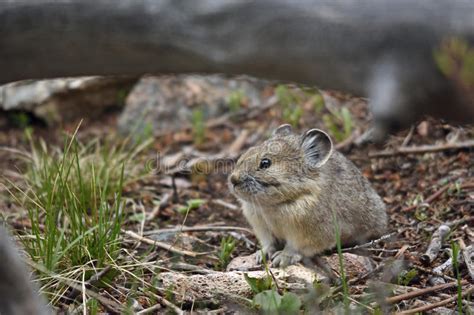 Pika In A Den Stock Image Image Of Rodent Home Mammal 31399483