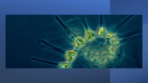 Phytoplankton And Primary Productivity Fact Sheet Encyclopedia Of Puget Sound