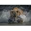 Bears Nature Animals Water Splash Drops Wallpapers HD 
