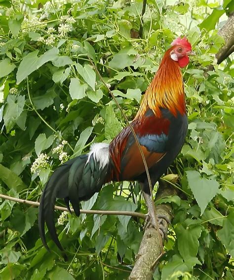 4 Spesies Ayam Hutan Paling Langka Di Dunia