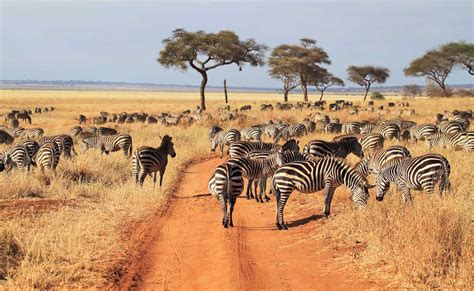Van Zanzibar Naar Tanzania Safari