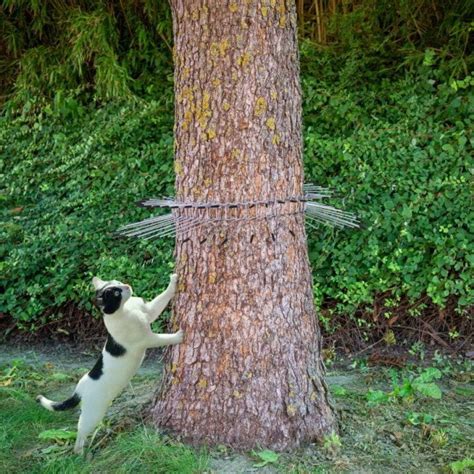Keep Your Garden Safe Discover The Best Tree Guard To Stop Cats In