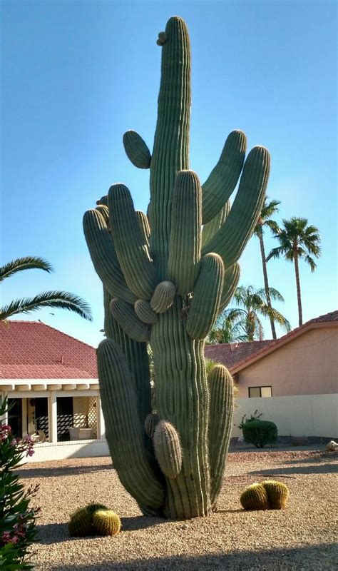 The background must be detectable and identifiable as the desert. A spectacular Saguaro...named Bubba. | Nopales | Cactus ...