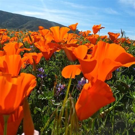 1000 California Poppy Seeds Orange Flowers Tall Wildflower Etsy