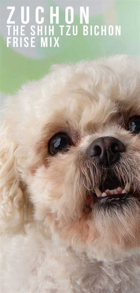 Aside from being great with little ones, shichons are also intelligent and friendly. Zuchon Dog Breed Information Center - The Bichon Frise ...