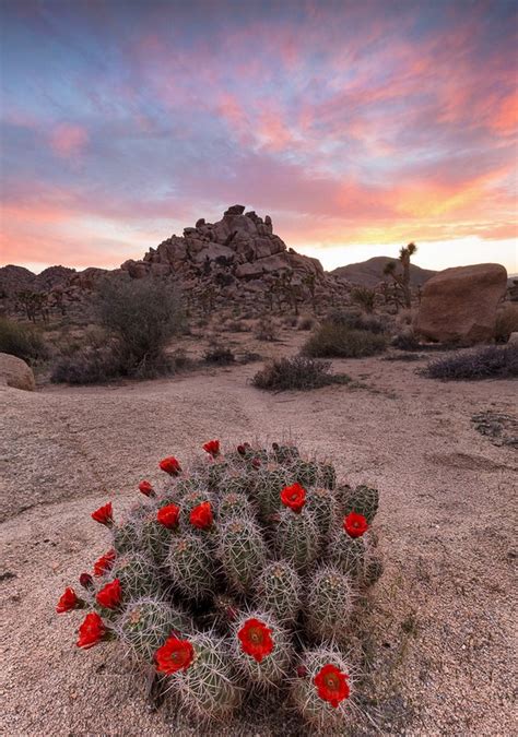 11 Awesome Images To Describe Joshua Tree National Park In California