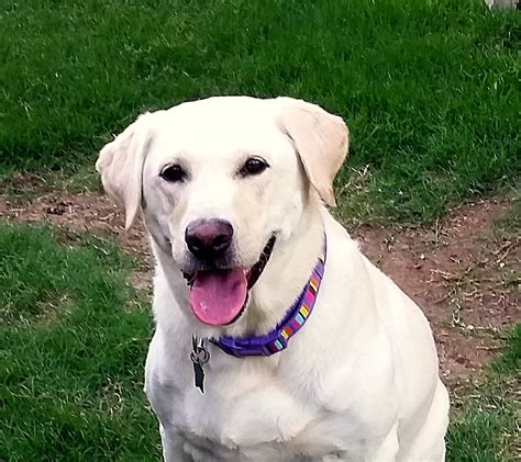 If you are looking to adopt a labrador, please contact them: Lone Star Labrador Retriever Rescue