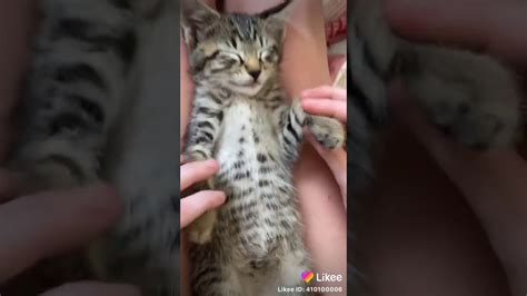 Kitten Dance Youtube