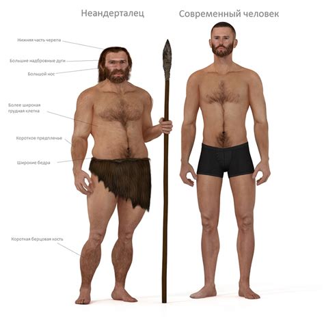 неандерталец и хомо сапиенс в чем разница