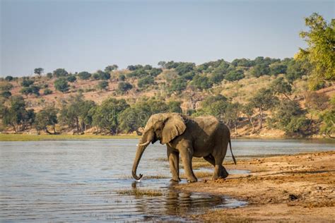 Elefante Bonito No Parque Nacional De Chobe Em Botswana Foto De Stock