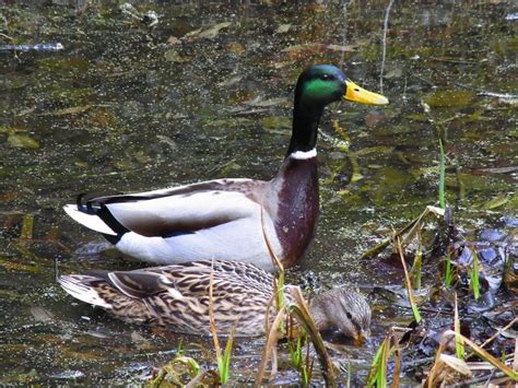 Free Images Nature Lake Pond Wildlife Beak Fauna Birds Duck