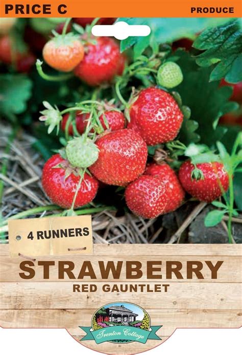 Buy Strawberry Red Gauntlet Pack Of 4 Runners Online Happy Valley