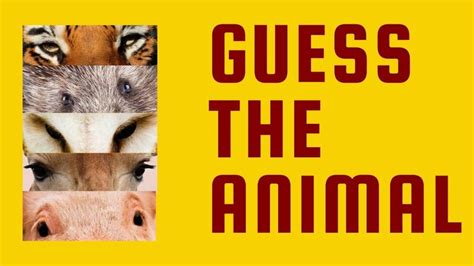 Guess The Zoomed In Image Guess The Zoomed In Animal By Its Eyes In