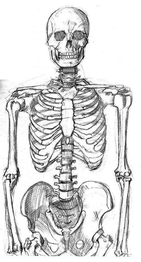 Human Body Sketch Pencil Drawing Cartoon Human Body Bodenewasurk