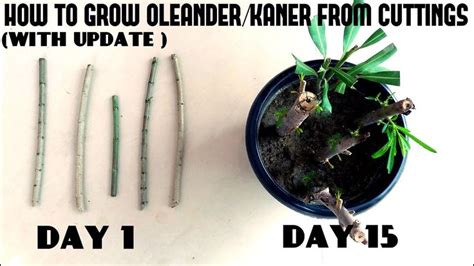 How To Grow Oleanderkaner From Cuttingswith Update Video Youtube