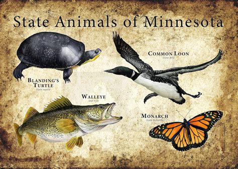 Minnesota State Animals Poster Print Etsy