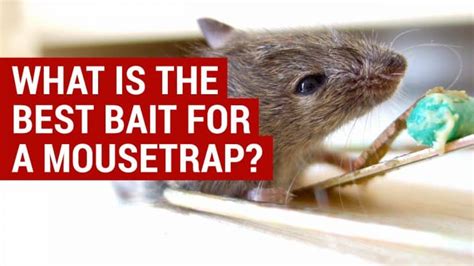 What Is The Best Bait For A Mouse Trap Top Baits You Can Use To Trap Mice