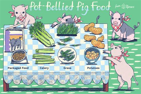 What Do Pot Bellied Pigs Eat