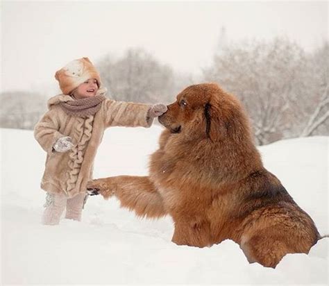 Tibetan Mastiff Puppy Baby Tibetan Dog Mastiff Dogs Cute Dogs And