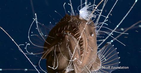 Watch Anglerfish Caught Mating In Fascinating Rare Video Cnet